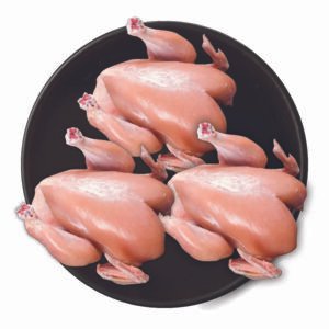 Baby Chicken 3 Per